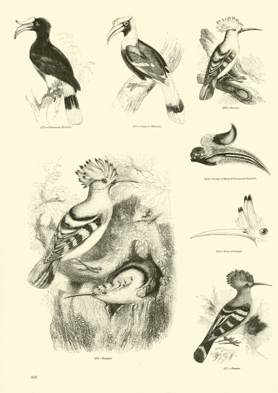 Página de El Museo Pictórico de la Naturaleza Animada de English School