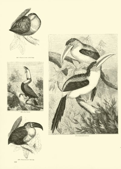 Página del Museo Pictórico de la Naturaleza Animada de English School