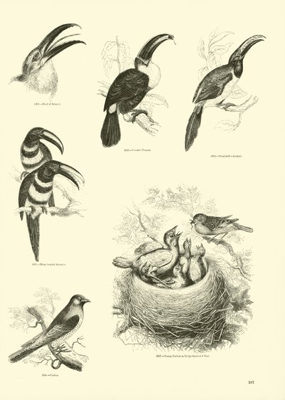 Página del Museo Pictórico de la Naturaleza Animada de English School