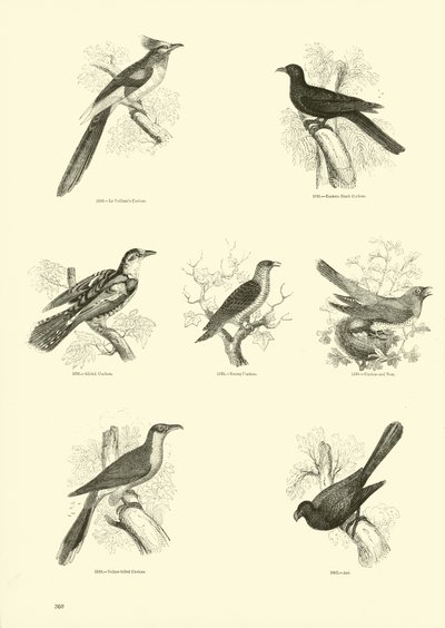 Página del Museo Pictórico de la Naturaleza Animada de English School