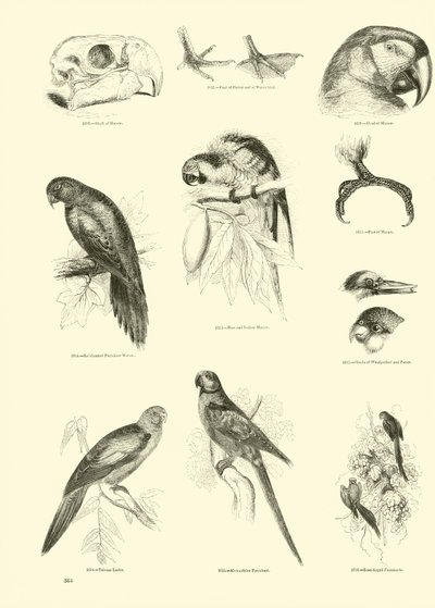 Página del Museo Pictórico de la Naturaleza Animada de English School