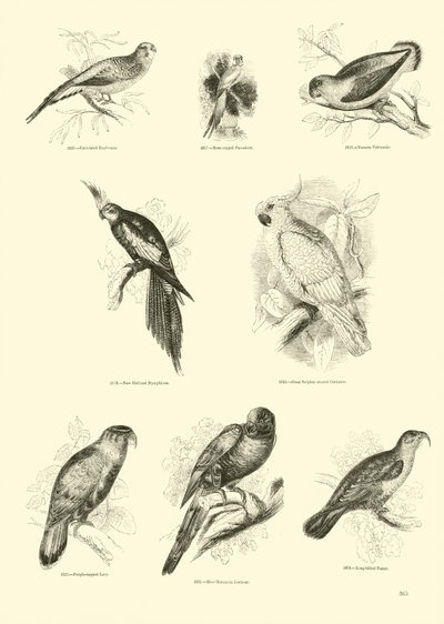 Página del Museo Pictórico de la Naturaleza Animada de English School