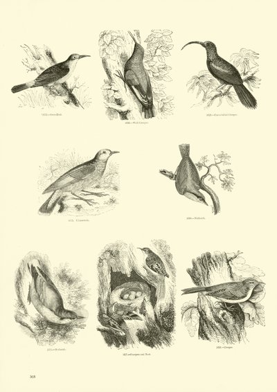 Página del Museo Pictórico de la Naturaleza Animada de English School