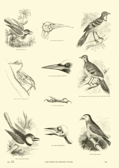 Página del Museo Pictórico de la Naturaleza Animada de English School