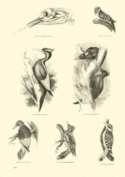 Página del Museo Pictórico de la Naturaleza Animada de English School