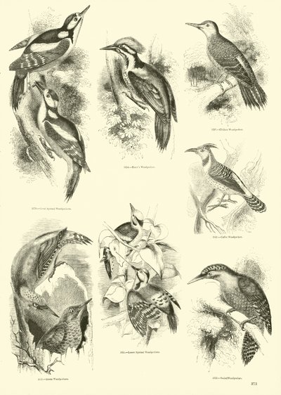 Página del Museo Pictórico de la Naturaleza Animada de English School