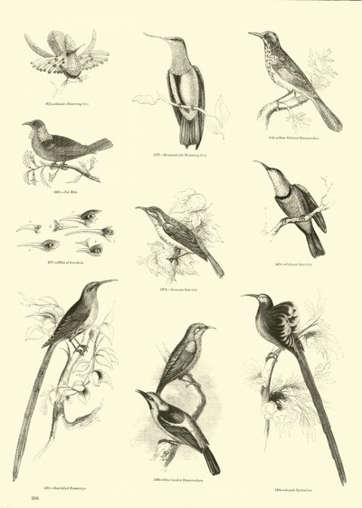 Página del Museo Pictórico de la Naturaleza Animada de English School