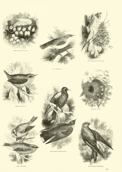 Página del Museo Pictórico de la Naturaleza Animada de English School