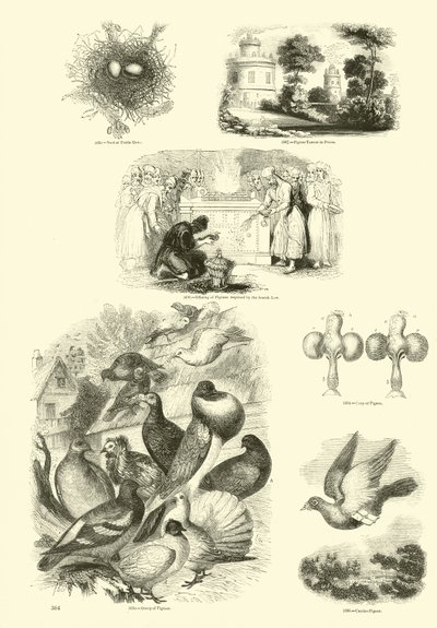 Página del Museo Pictórico de la Naturaleza Animada de English School