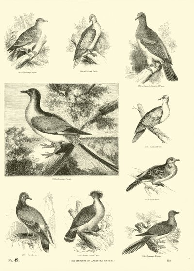 Página del Museo Pictórico de la Naturaleza Animada de English School