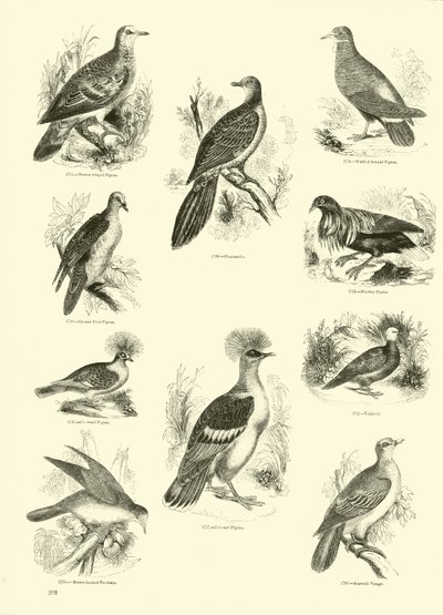 Página del Museo Pictórico de la Naturaleza Animada de English School