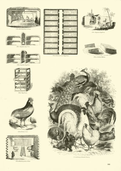 Página del Museo Pictórico de la Naturaleza Animada de English School