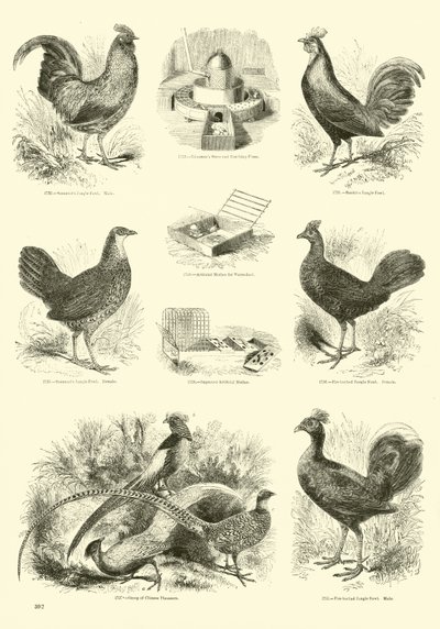 Página del Museo Pictórico de la Naturaleza Animada de English School