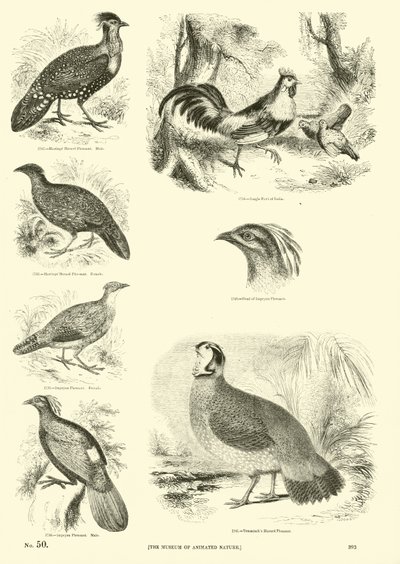 Página del Museo Pictórico de la Naturaleza Animada de English School