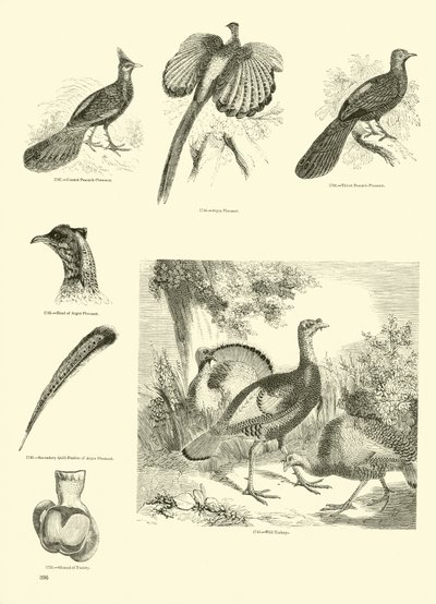 Página del Museo Pictórico de la Naturaleza Animada de English School