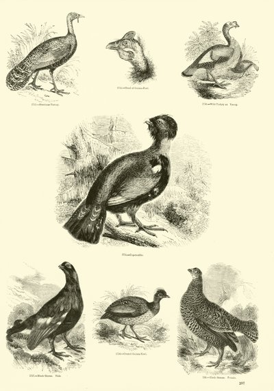 Página del Museo Pictórico de la Naturaleza Animada de English School