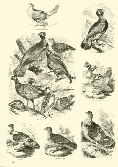 Página del Museo Pictórico de la Naturaleza Animada de English School