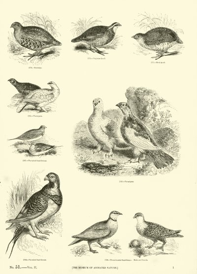 Página del Museo Pictórico de la Naturaleza Animada de English School