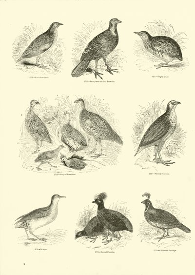 Página del Museo Pictórico de la Naturaleza Animada de English School