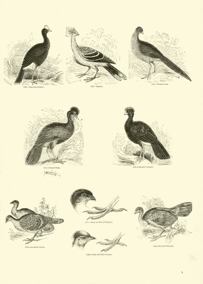 Página del Museo Pictórico de la Naturaleza Animada de English School