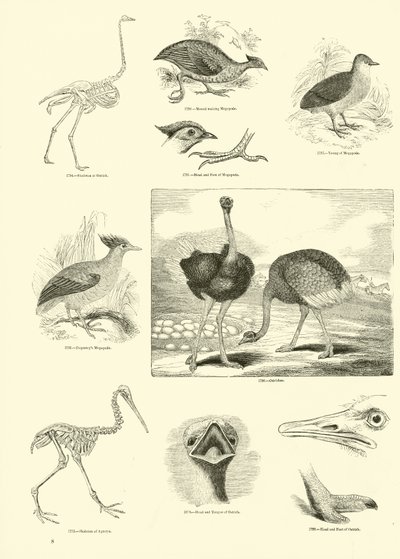 Página del Museo Pictórico de la Naturaleza Animada de English School