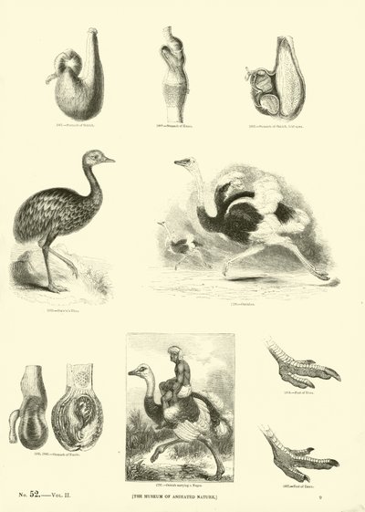 Página del Museo Pictórico de la Naturaleza Animada de English School