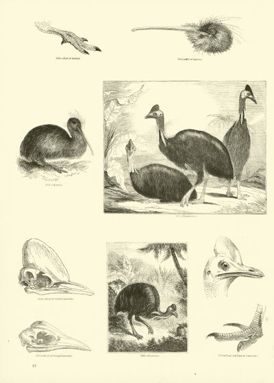 Página del Museo Pictórico de la Naturaleza Animada de English School