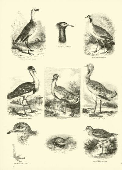 Página del Museo Pictórico de la Naturaleza Animada de English School