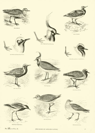 Página del Museo Pictórico de la Naturaleza Animada de English School