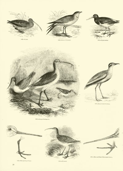 Página del Museo Pictórico de la Naturaleza Animada de English School
