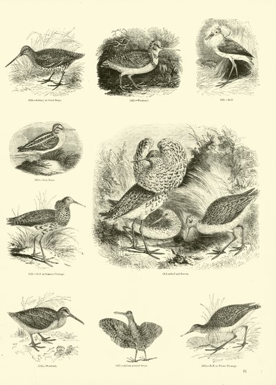 Página del Museo Pictórico de la Naturaleza Animada de English School