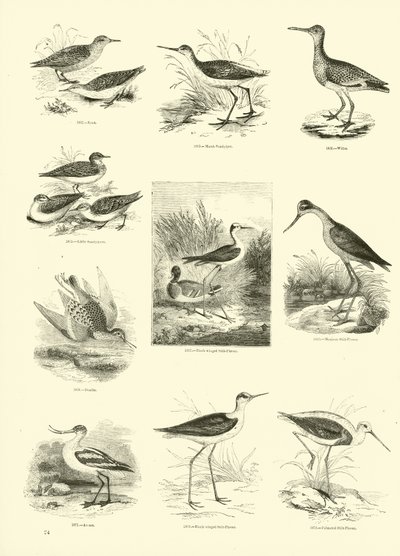 Página del Museo Pictórico de la Naturaleza Animada de English School