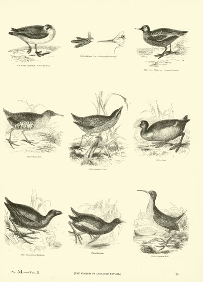 Página del Museo Pictórico de la Naturaleza Animada de English School