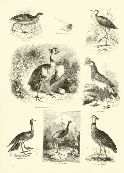 Página del Museo Pictórico de la Naturaleza Animada de English School