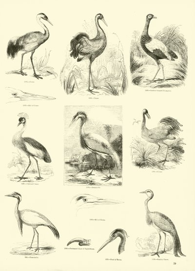 Página del Museo Pictórico de la Naturaleza Animada de English School