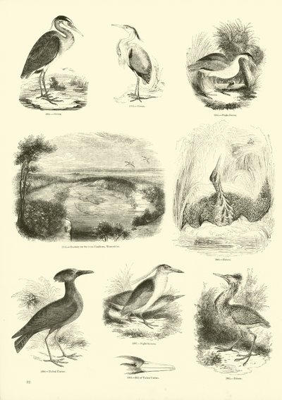 Página del Museo Pictórico de la Naturaleza Animada de English School