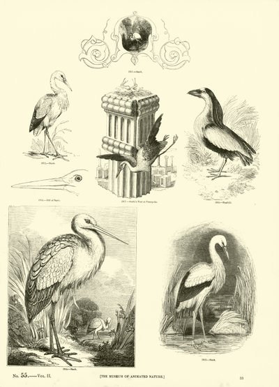 Página del Museo Pictórico de la Naturaleza Animada de English School