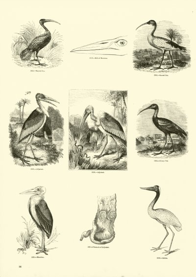 Página del Museo Pictórico de la Naturaleza Animada de English School