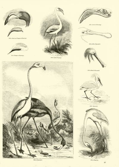 Página del Museo Pictórico de la Naturaleza Animada de English School