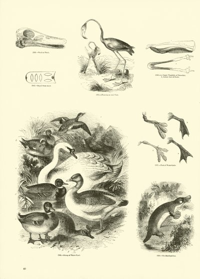 Página del Museo Pictórico de la Naturaleza Animada de English School