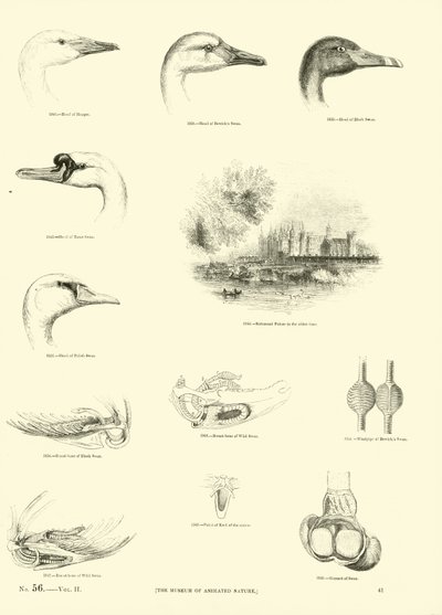 Página del Museo Pictórico de la Naturaleza Animada de English School