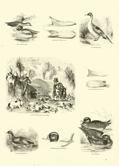 Página del Museo Pictórico de la Naturaleza Animada de English School