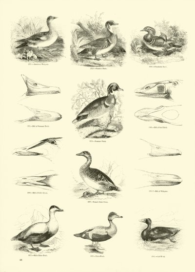 Página del Museo Pictórico de la Naturaleza Animada de English School