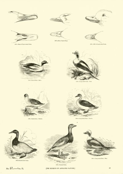 Página del Museo Pictórico de la Naturaleza Animada de English School