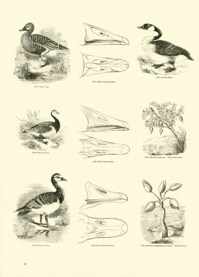 Página del Museo Pictórico de la Naturaleza Animada de English School
