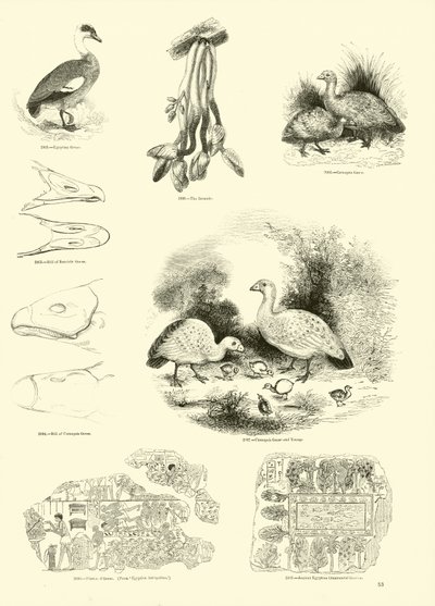 Página del Museo Pictórico de la Naturaleza Animada de English School