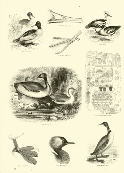 Página del Museo Pictórico de la Naturaleza Animada de English School