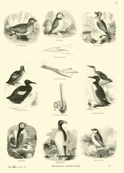 Página del Museo Pictórico de la Naturaleza Animada de English School