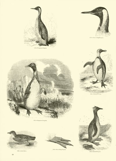 Página del Museo Pictórico de la Naturaleza Animada de English School