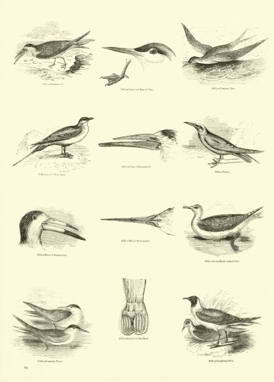 Página del Museo Pictórico de la Naturaleza Animada de English School